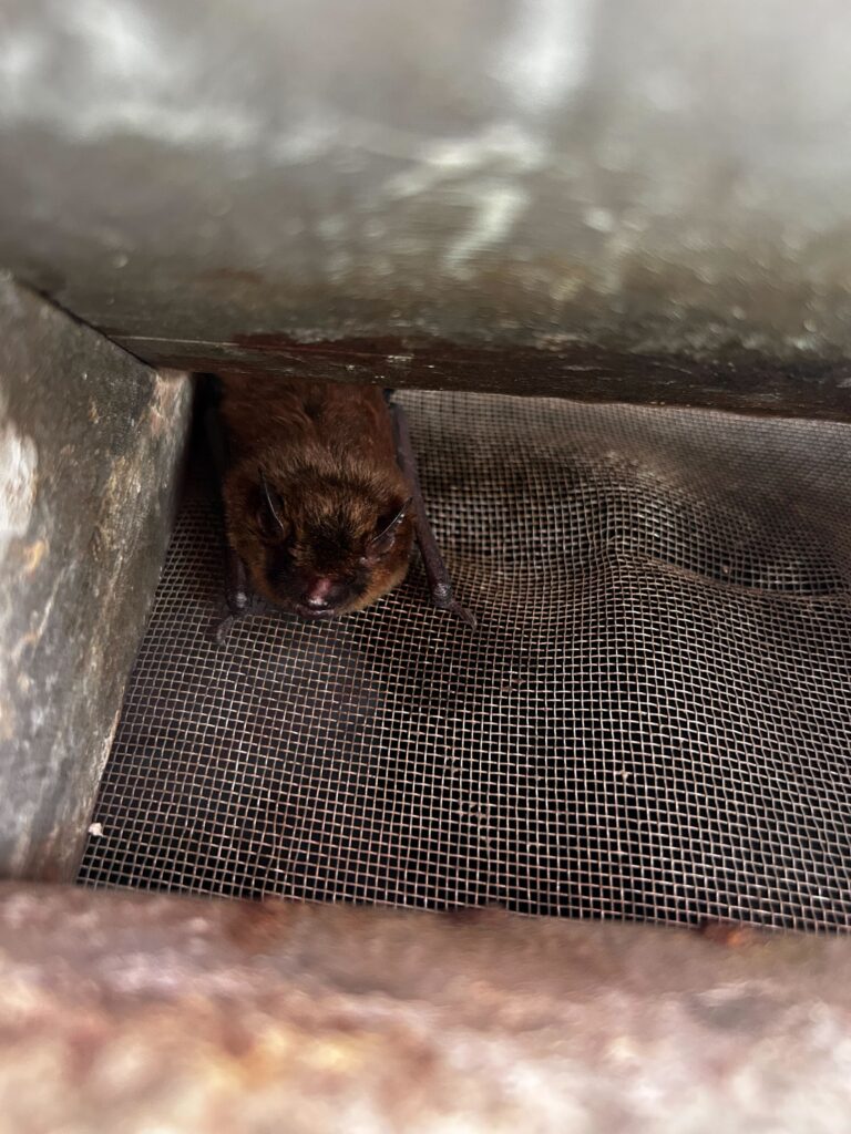 Wildlife Control Bennington