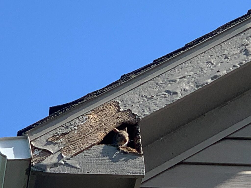 Wildlife Control Bennington