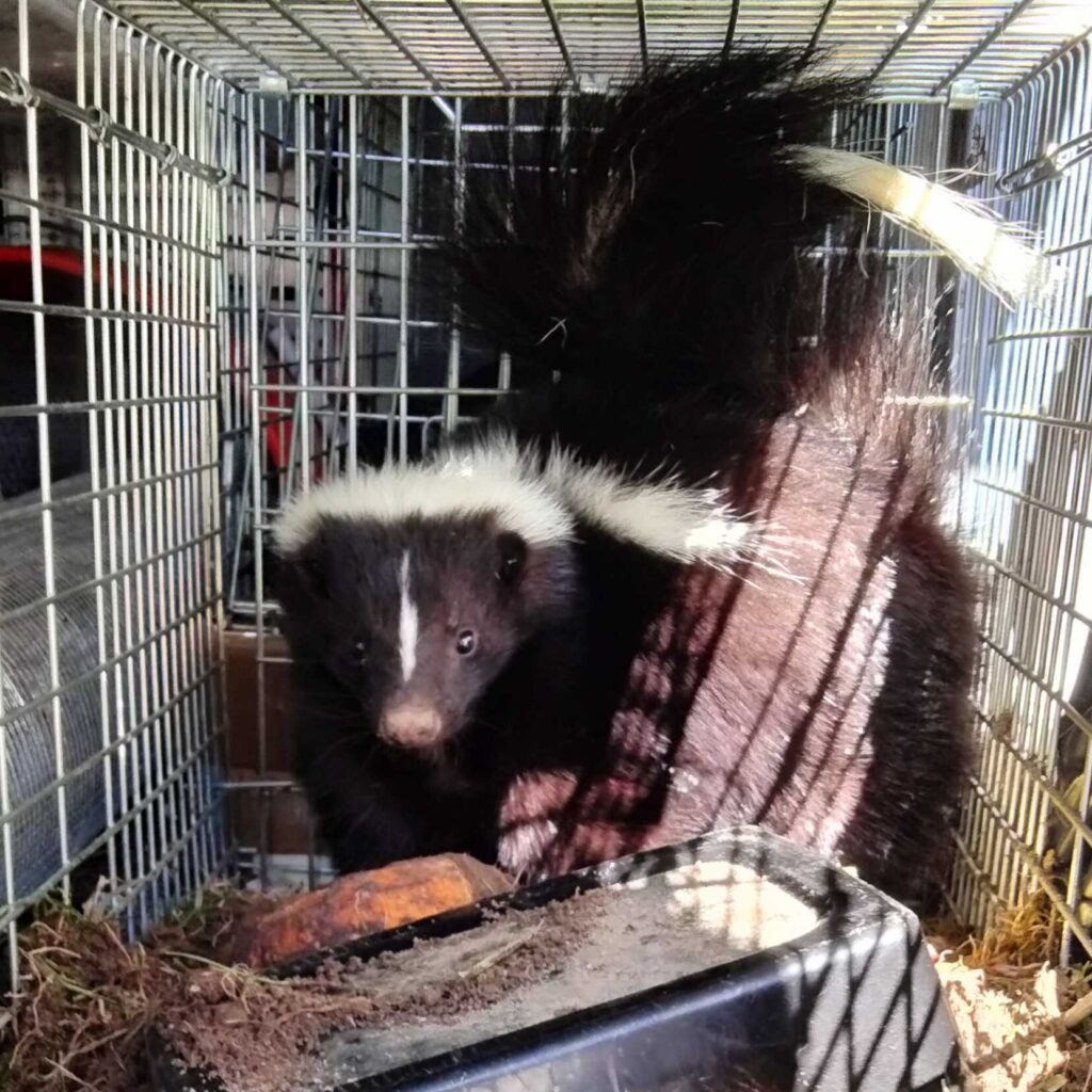Wildlife Control Bennington